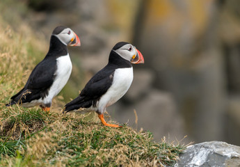 Naklejka premium The Atlantic puffin, also known as the common puffin