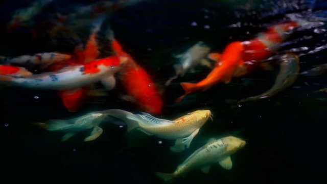 Koi fish or Amur carp fish slow motion swimming in pond.