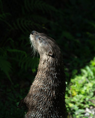 Adorable otter standing up at the edge of a pond.