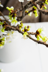 cherry flower blossom branch in enamel milk canister at white wooden table, old weathered wood wall background