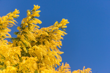 Fototapeta premium Mimosa Flowers Blooming in the Spring Against a Blue Sky