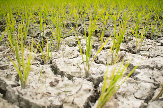 Rice planted on a waterless dried soil