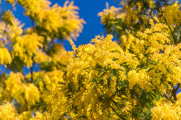 Mimosa Flowers Blooming in the Spring Against a Blue Sky