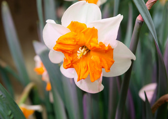 White Narcissus. Narcissus is a perennial bulbous plant from the family of Amaryllis.