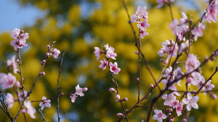 Cherry flower at spring