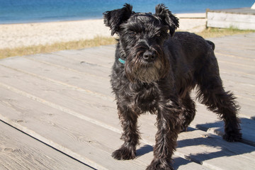black schnauzer dog on the beach