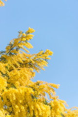 Fototapeta premium Mimosa Flowers Blooming in the Spring Against a Blue Sky