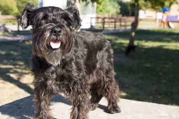 black schnauzer dog on the mountain