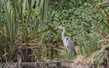 GREY HERON STANDING BY LAKE IN REEDS LOOKING FOR FOOD 