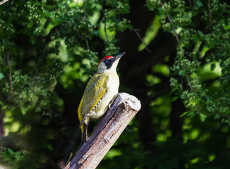 GREEN WOODPECKER IN TREE
