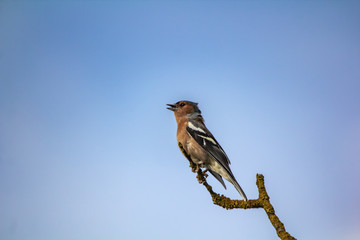 THE LOOK OUT (CHAFFINCH)