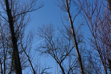 Obraz premium Air contrail between trees