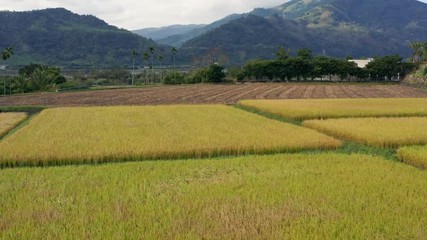 Drone fly over paddy rice field
