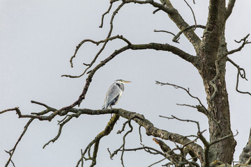 HERON IN SCARY TREE