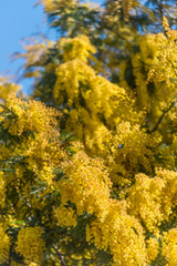 Fototapeta premium Mimosa Flowers Blooming in the Spring Against a Blue Sky