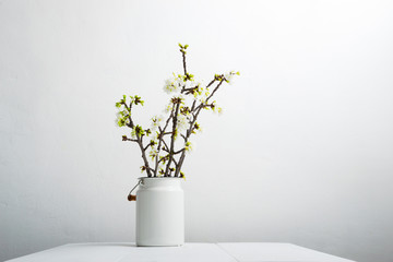 blossoming cherry flower branch at milk canister, white wood table