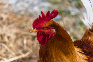 Red Rooster Close-up on a Sunny Day