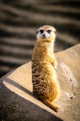 Fototapeta premium Meerkat (Suricata suricatta), also known as the suricate.
