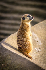 Meerkat (Suricata suricatta), also known as the suricate.
