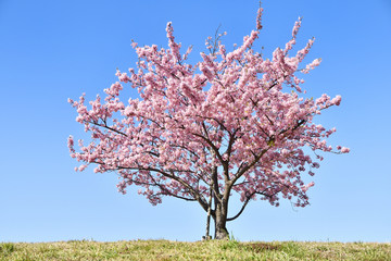 Kawazu Kirschblüten in Ichikawa