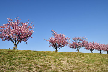 市川の河津桜