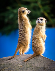 Meerkat (Suricata suricatta), also known as the suricate.