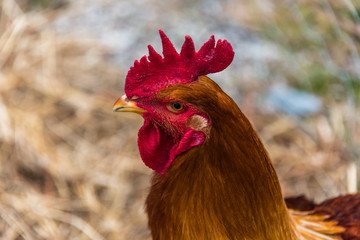 Red Rooster Close-up on a Sunny Day