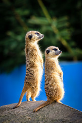 Meerkat (Suricata suricatta), also known as the suricate.