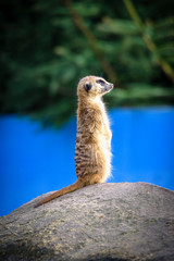 Fototapeta premium Meerkat (Suricata suricatta), also known as the suricate.