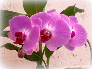 orchid on the balcony