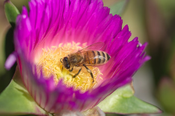 Honey Bee Working