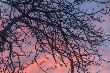 Bare Tree With a Bright Pink Sunrise Background