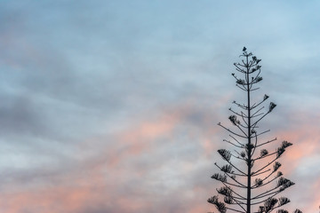 Tall Tree at With Partly Cloudy Sky at Sunrise in Southern Italy