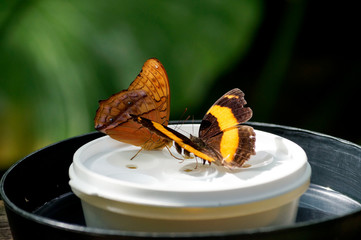 Pair of Butterflies on a feeder
