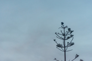 Tall Tree at With Partly Cloudy Sky at Sunrise in Southern Italy