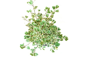 Top view of green house plant isolated on white background