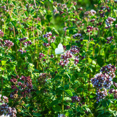 Blooming thyme in the garden - summer beautiful background