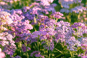 Obraz premium Yarrow - flowering medicinal plants in the garden close-up.