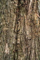 Bark old wood texture background