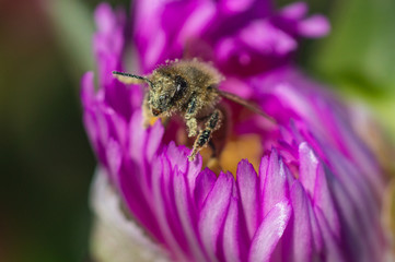 Pollen covered bee