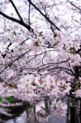 Scientific name is Cerasus ×yedoensis (Matsum.) Masam. & Suzuki ‘Somei-yoshino. 