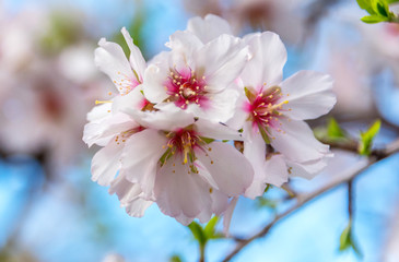 Fruit Tree Blossoms in Spring in Southern Italy