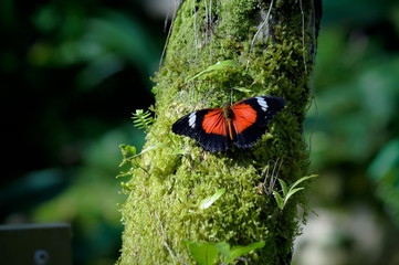 Butterfly on a moss covered tree