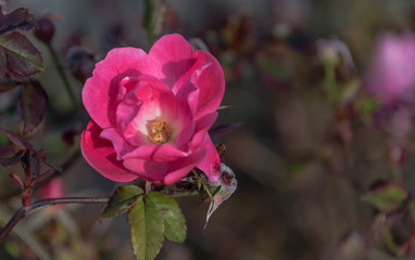 Close-up of a Bright Pink Rose Blooming on a Sunny Italian Day