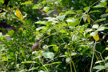 Mercury bird at the tree