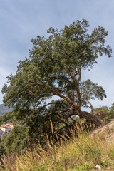Large Old Tree Growing at an Angle on a Steep Hillside in Italy