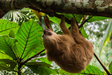 Faultier und Tukan in Costa Rica © Martina Clerc