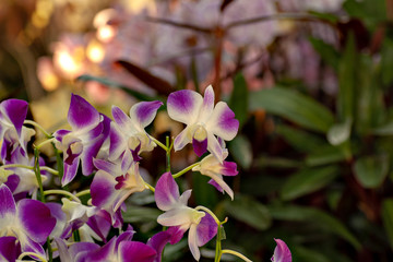 Fototapeta na wymiar Orchid in greenhouse