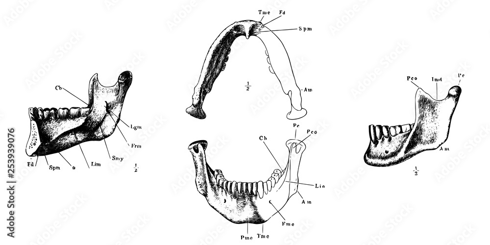 Wall mural Vintage vector engraved anatomy of human jaw 