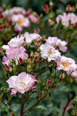 Pink roses in garden